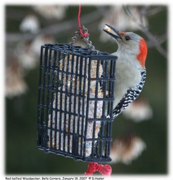 Red-bellied Woodpecker - Bell's Corners, ON - Jan. 18, 2007 - Photo courtesy Derek Hasler