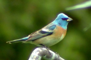 Lazuli Bunting - 11 Cherrywood Drive, Bell's Corners, ON - May 31, 2004 - photo courtesy Lois Knaggs