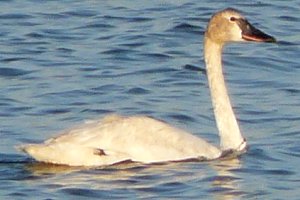 Trumpeter Swan - Embrun Sewage Lagoons, Embrun, ON - May 13, 2009 - Larry Neily