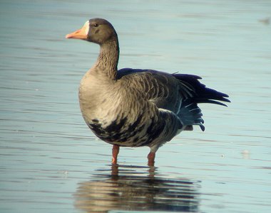 Greater White-fronted Goose - Ottawa Beach, ON - Oct. 19, 2008 - Richard Waters