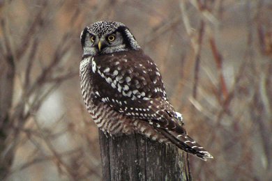 Northern Hawk-Owl - Gatineau, QC - Dec. 6, 2008 - Richard Waters