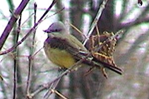 Western Kingbird - Pembroke - Nov. 1, 2003