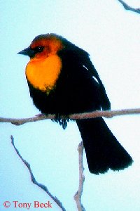 Yellow-headed Blackbird - Forest Park, ON - Jan. 13, 2006 - Photo courtesy Tony Beck