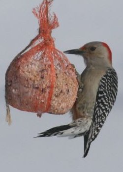 Red-bellied Woodpecker - west of Williamstown, ON - Mar. 10, 2008 - Photo courtesy Brian Young