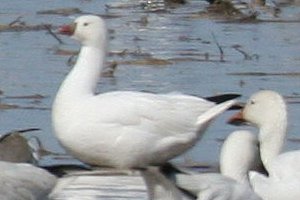 Ross's Goose - c. Riceville, ON - Apr. 21, 2007 - Photo courtesy Brian Young