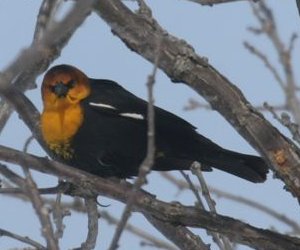 Yellow-headed Blackbird - west of Williamstown, ON - Mar. 10, 2008 - Photo courtesy Brian Young